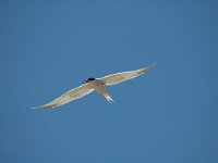 Sterna hirundo 25, Visdief, Saxifraga-Jan van der Straaten