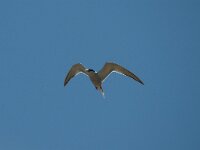 Sterna hirundo 26, Visdief, Saxifraga-Jan van der Straaten