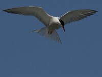 Sterna hirundo 54, Visdief, Saxifraga-Jan van der Straaten