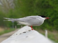 Sterna hirundo 74, Visdief, Saxifraga-Mark Zekhuis