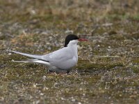 Sterna paradisaea 10, Noordse stern, Saxifraga-Luc Hoogenstein