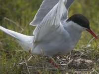 Sterna paradisaea 46, Noordse stern, Saxifraga-Peter Stein