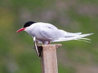 Sterna paradisaea 85, Noordse stern, Saxifraga-Bart Vastenhouw