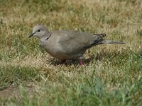 Streptopelia decaocto 3, Turkse tortel, Saxifraga-Jan van der Straaten