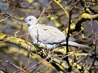 Streptopelia decaocto 48, Turkse tortel, Saxifraga-Bart Vastenhouw