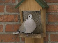 Streptopelia decaocto 6, Turkse tortel, Saxifraga-Willem van Kruijsbergen
