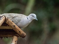 Streptopelia decaocto, Turkse tortel, adult, Saxifraga-Theo Verstrael 13