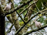 Streptopelia decaocto, Turkse tortel, adult, Saxifraga-Theo Verstrael 15