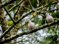 Streptopelia decaocto, Turkse tortel, adult, Saxifraga-Theo Verstrael 16
