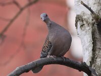 Streptopelia orientalis 2, Oosterse tortel, Saxifraga-Peter Meininger