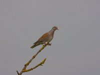 Streptopelia turtur 2, Zomertortel, Saxifraga-Jan Nijendijk