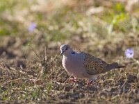 Zomertortel  Zomertortel : Hongarije, bird, born to travel, dove, duif, vogel, zomertortel