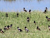 Pastor roseus 13, Roze spreeuw, Saxifraga-Bart Vastenhouw