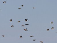 Pastor roseus 3, Roze spreeuw, Saxifraga-Mark Zekhuis