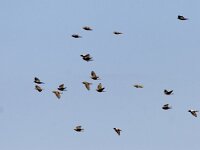 Pastor roseus 4, Roze spreeuw, Saxifraga-Mark Zekhuis