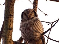 Surnia ulula 14, Sperweruil, Saxifraga-Hans Dekker