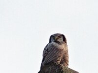 Surnia ulula 15, Sperweruil, Saxifraga-Hans Dekker