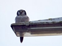 Surnia ulula 17, Sperweruil, Saxifraga-Hans Dekker