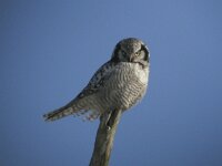 Surnia ulula 2, Sperweruil, Saxifraga-Rob Felix : Animalia, Aves, Chordata, animal, bird, dier, dieren, gewervelde dieren, vertebraat, vertebrate, vogel, vogels