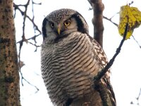 Surnia ulula 23, Sperweruil, Saxifraga-Bart Vastenhouw