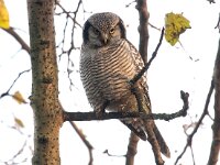 Surnia ulula 26, Sperweruil, Saxifraga-Bart Vastenhouw