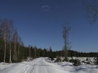 Surnia ulula 3, Sperweruil, Saxifraga-Rob Felix : Animalia, Aves, Chordata, animal, bird, dier, dieren, gewervelde dieren, vertebraat, vertebrate, vogel, vogels