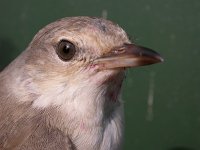 Sylvia nisoria, Barred Warbler
