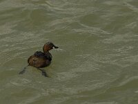 Tachybaptus ruficollis 10, Dodaars, Saxifraga-Jan van der Straaten