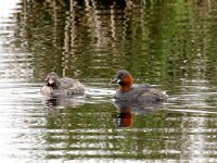 Tachybaptus ruficollis 14, Dodaars, Saxifraga-Henk Baptist