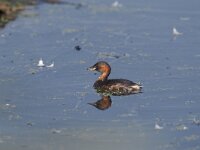Tachybaptus ruficollis 2, Dodaars, Saxifraga-Arie de Knijff