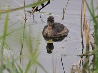 Tachybaptus ruficollis 31, Dodaars, Saxifraga-Tom Heijnen