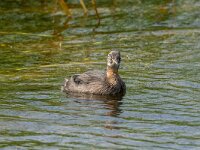Tachybaptus ruficollis 35, Dodaars, Saxifraga-Bart Heijne : 2024, Breskens, Tachybaptus ruficollis, Waterdunen, Zeeland, dodaars, jong, juli, juveniel, vakantie, vogel, zomer