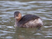 Tachybaptus ruficollis 37, Dodaars, Saxifraga-Luc Hoogenstein