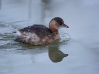 Tachybaptus ruficollis 39, Dodaars, Saxifraga-Luc Hoogenstein