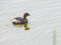 Tachybaptus ruficollis 43, Dodaars, adult, Saxiraga-Theo Verstrael