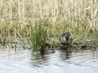 Tachybaptus ruficollis 46, Dodaars, adult, Saxiraga-Theo Verstrael