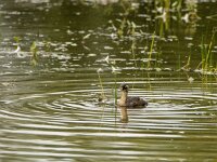Tachybaptus ruficollis 47, Dodaars, adult, Saxiraga-Theo Verstrael