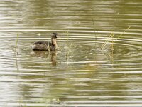 Tachybaptus ruficollis 49, Dodaars, adult, Saxiraga-Theo Verstrael