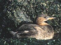 Tachybaptus ruficollis 5, Dodaars, Saxifraga-Piet Munsterman