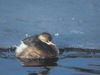 Tachybaptus ruficollis 6, Dodaars, Saxifraga-Piet Munsterman