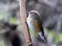 Tarsiger cyanurus 10, Blauwstaart, Saxifaga-Bart Vastenhouw