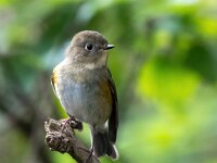 Tarsiger cyanurus 12, Blauwstaart, Saxifaga-Bart Vastenhouw