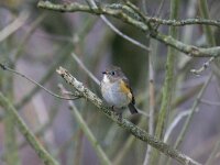 Tarsiger cyanurus 6, Blauwstaart, Saxifraga-Mark Zekhuis