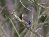 Tarsiger cyanurus 7, Blauwstaart, Saxifraga-Mark Zekhuis