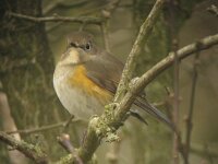 Tarsiger cyanurus 9, Blauwstaart, Saxifraga-Rob Felix : Animalia, Aves, Chordata, animal, bird, dier, dieren, gewervelde dieren, vertebraat, vertebrate, vogel, vogels