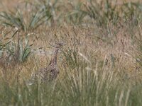 Tetrax tetrax 10, Kleine trap, Saxifraga-Mark Zekhuis