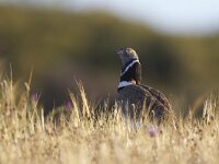 Tetrax tetrax 5, Kleine trap, Saxifraga-Luc Hoogenstein : nature, Zuid-Europa, lente, spring, coast, Europa, kust, voorjaar, Algarve, Portugal, Iberisch Schiereiland, natuur, april