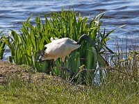 Threskiornis aethiopicus 4, Helige ibis, Saxifraga-Henk Baptist