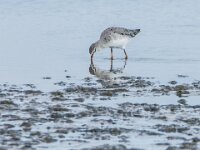 Tringa erythropus 16, Zwarte ruiter, adult, winter plumage, Saxifraga-Theo Verstrael
