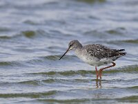 Tringa erythropus 7, Zwarte ruiter, Saxifraga-Rik Kruit